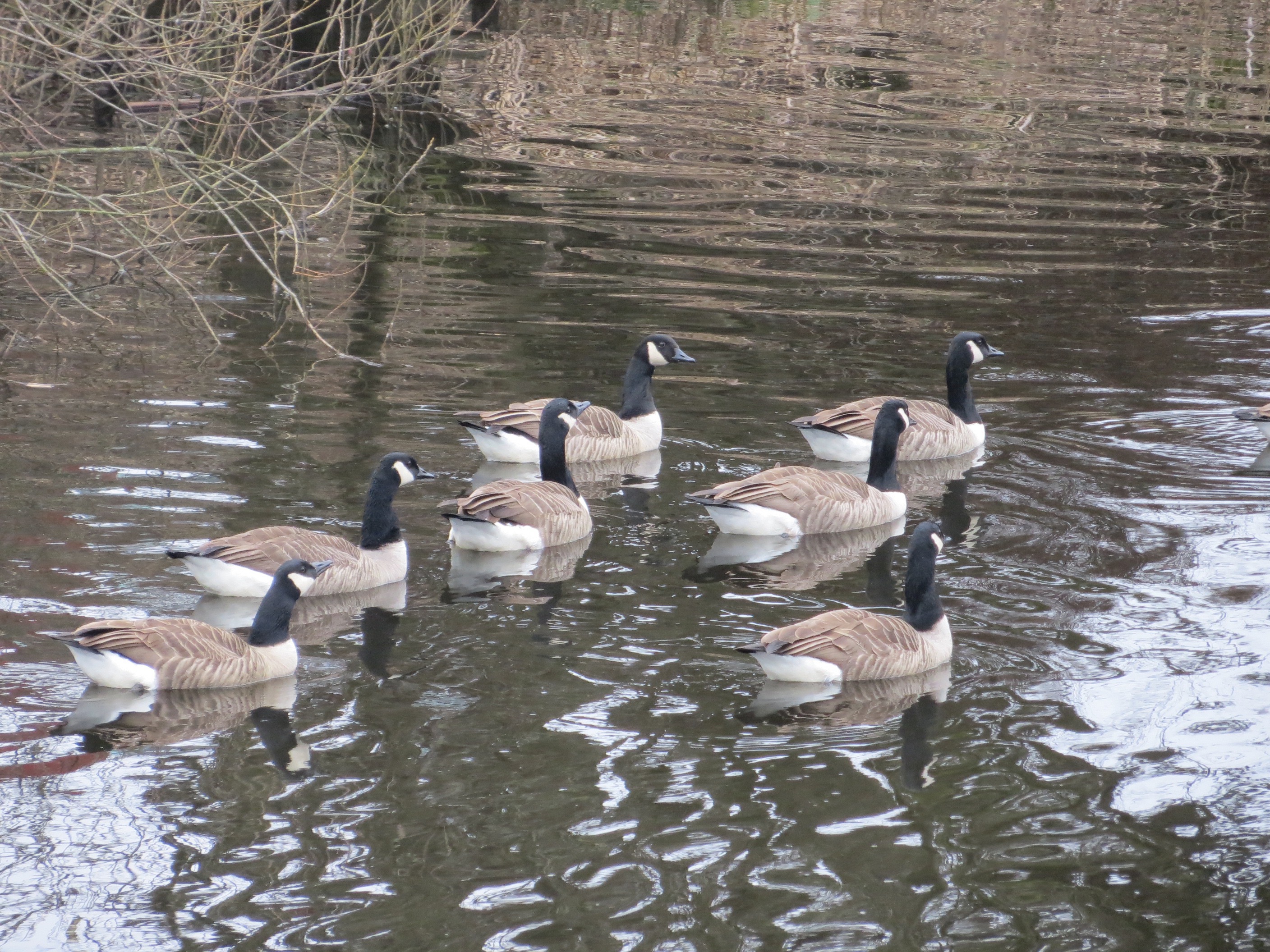 seven canada geese on patrol